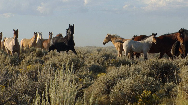 American Mustang backdrop 8