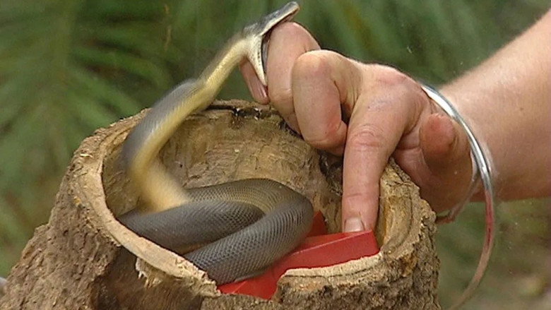 Snake Strike