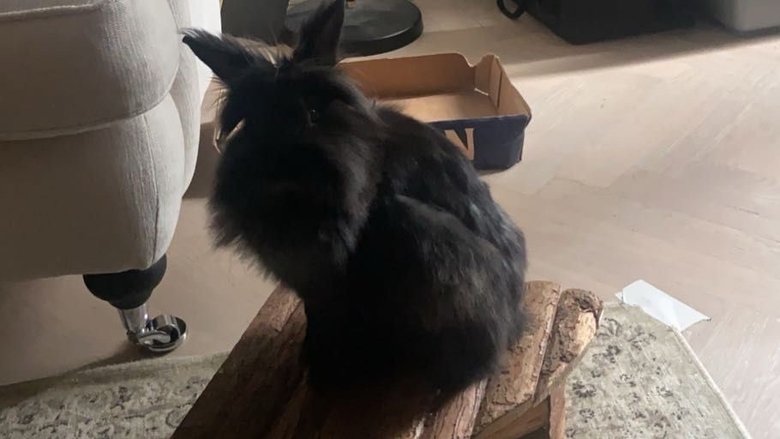 Hungry Bunny