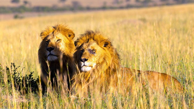 Brotherhood of Lions backdrop 4