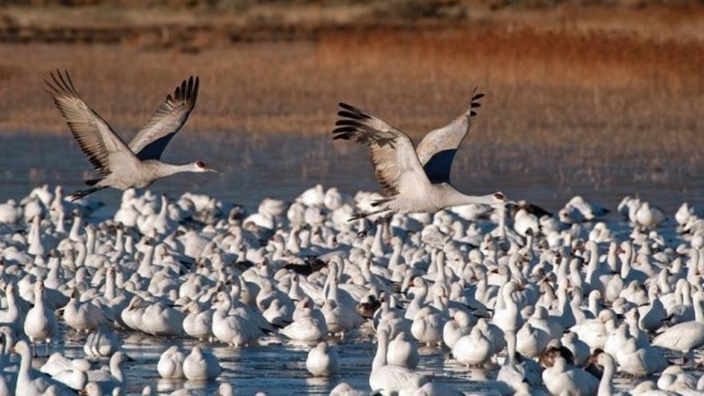 Birding Sites in Western North America