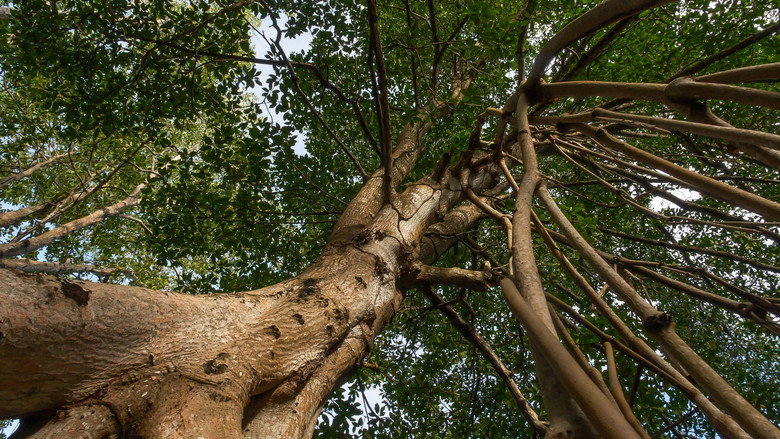 Tangled in the Tides