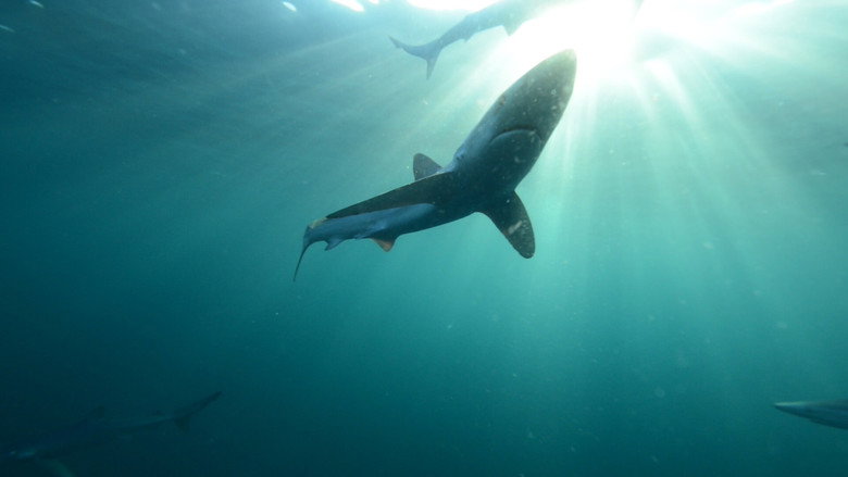 Britain's Whales and Sharks backdrop 3