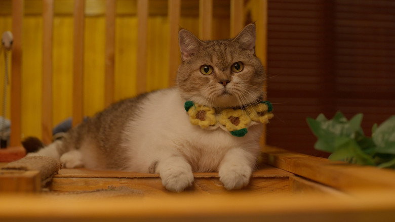Cat for Cash backdrop 6