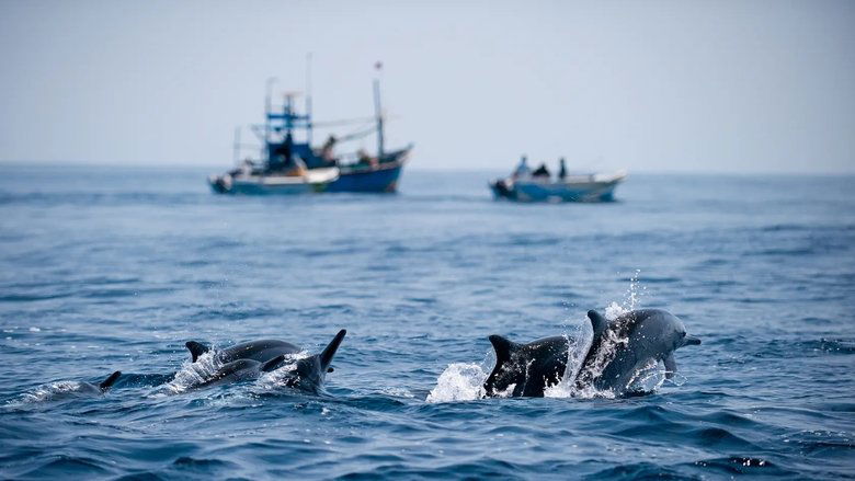 Ocean of Giants