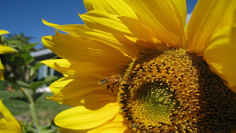 Queen of the Sun: What Are the Bees Telling Us?‎ backdrop 2