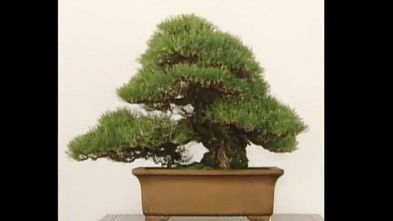 Bonsai-Works of Divinity線上电影看完整版