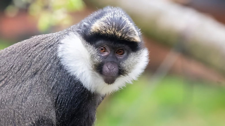 Monkey Life backdrop 2