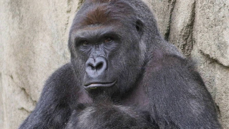 A TRUE FRIEND -- RIP HARAMBE (TRIBUTE SONG)