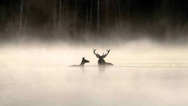 Whispers in the Woods