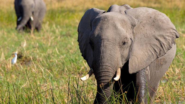 In the Footsteps of Elephant backdrop 3