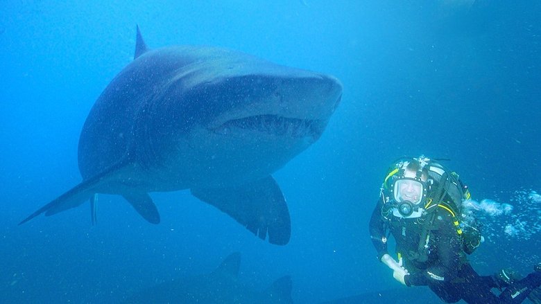 Shark Special