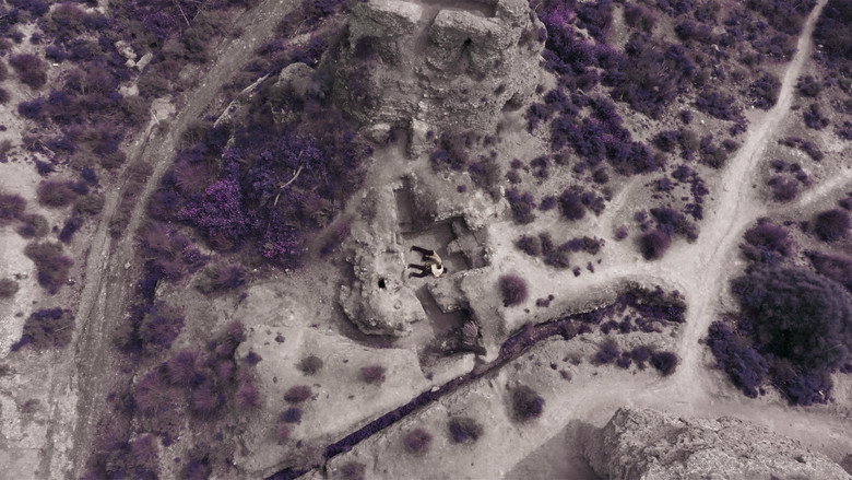 Violets backdrop 6