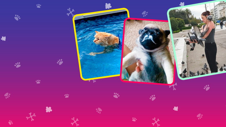 America's Funniest Home Videos: Animal Edition backdrop 7