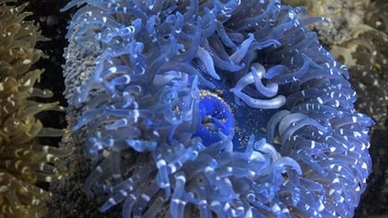 Sanctuary of the Indian Ocean