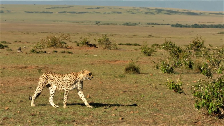 The Incredible Five: A Cheetah's Tale backdrop 1