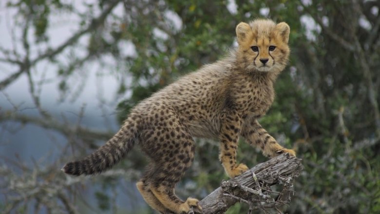 Usana the Cheetah Cub
