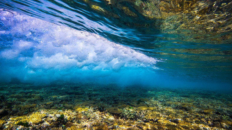Great Barrier Reef with David Attenborough backdrop 9