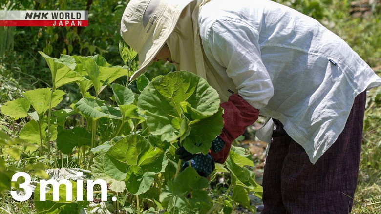 Leopard Plant Sharpens the Appetite