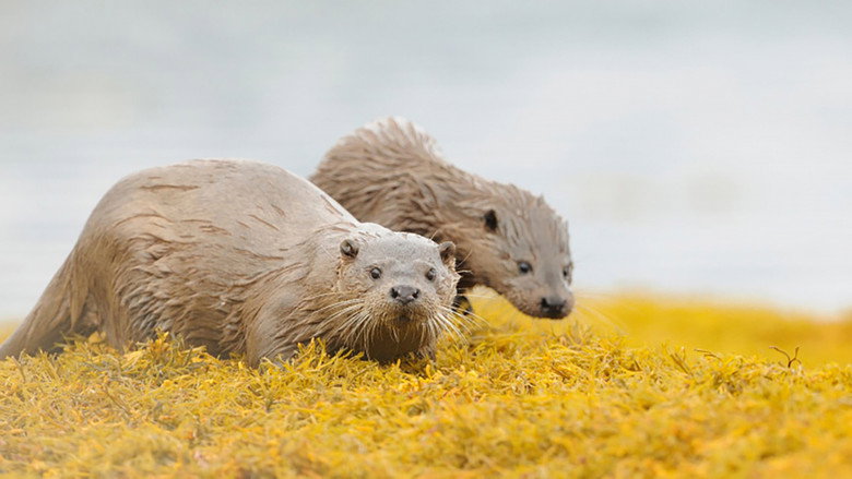 Scotland: The New Wild backdrop 6