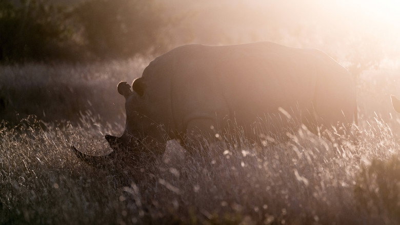 Rhino backdrop 4