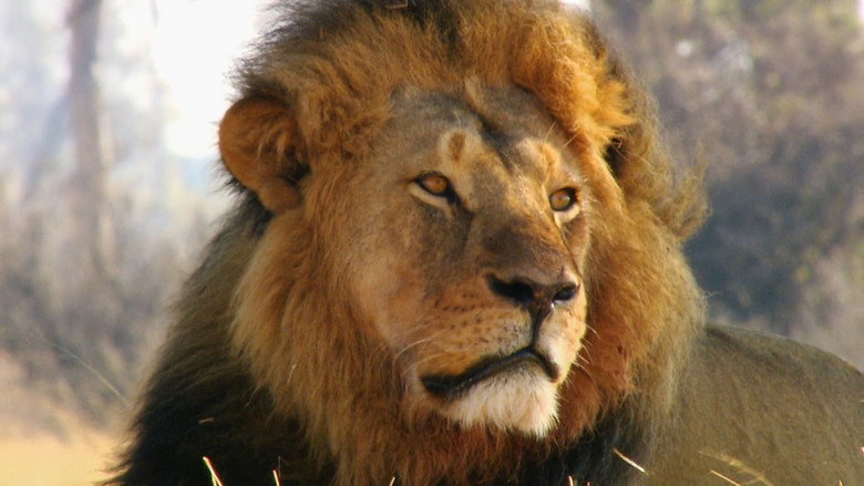 Cecil: The Legacy of a King backdrop 3