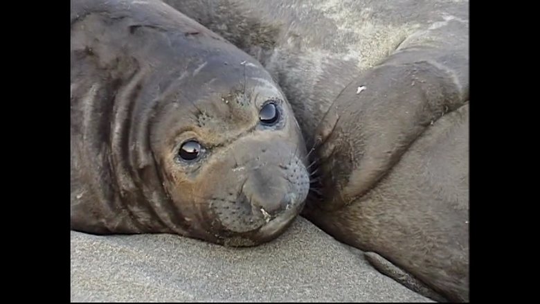 Seals & Sea Lions