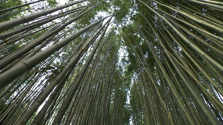 Bamboo