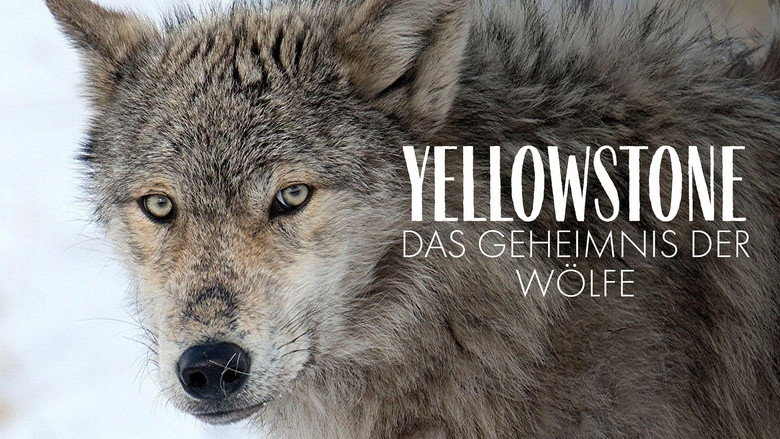 Yellowstone: The Mystery of the Wolves backdrop 3