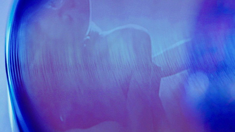 Disco Sex Machine : La naissance du porn chic backdrop 6