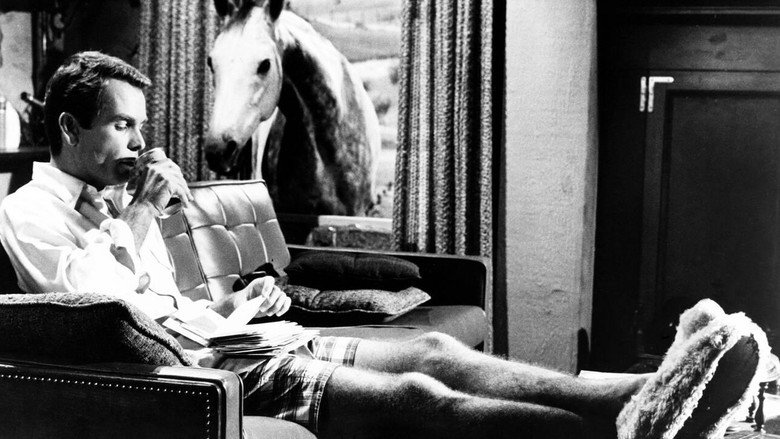 The Horse in the Gray Flannel Suit backdrop 9