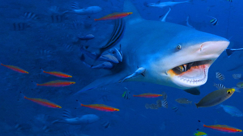 Raging Bull Shark backdrop 4