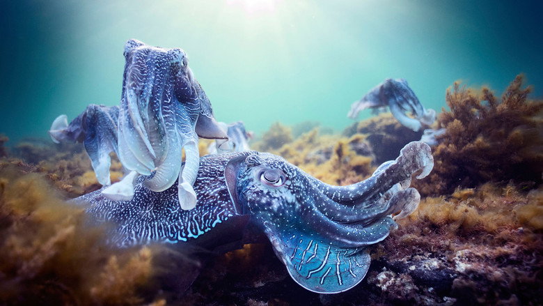 Blue Planet II backdrop 6