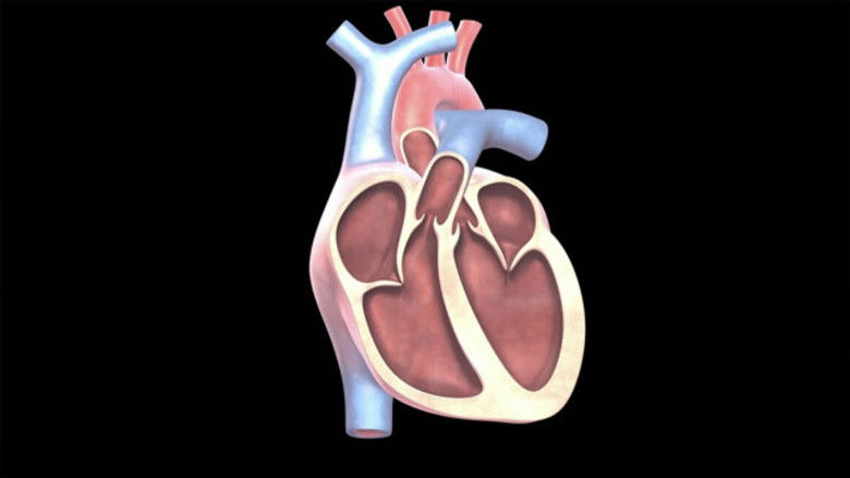 Heart Disease: #3 Dangerous Atrial Fibrillation