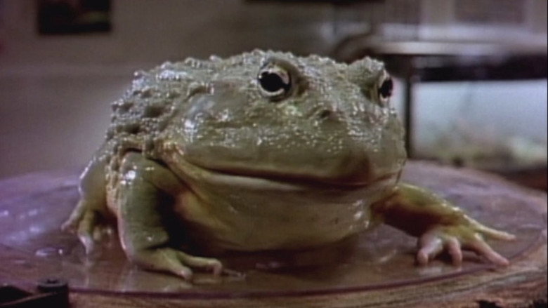 Frog backdrop 3