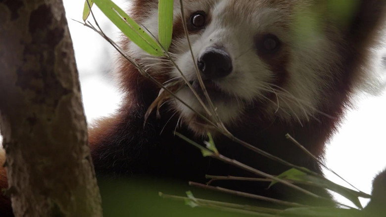 Red Panda: World's Cutest Animal backdrop 5