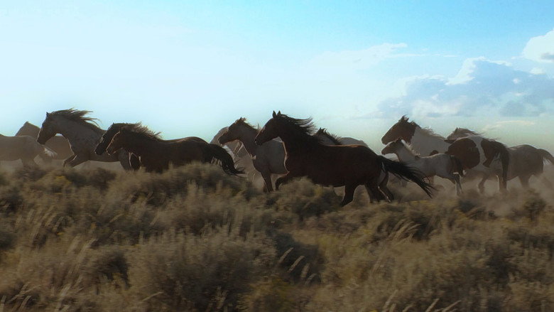 American Mustang backdrop 7