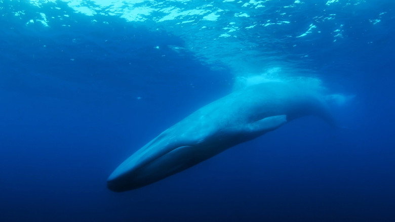 The Loneliest Whale: The Search for 52 backdrop 4