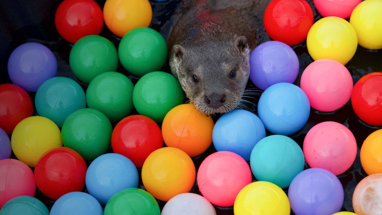 Billy & Molly: An Otter Love Story backdrop 4