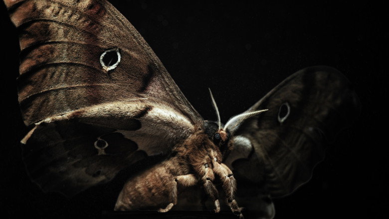 Insects – Hidden Heroes backdrop 7