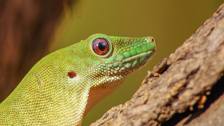 Madagascar's Weirdest backdrop 8