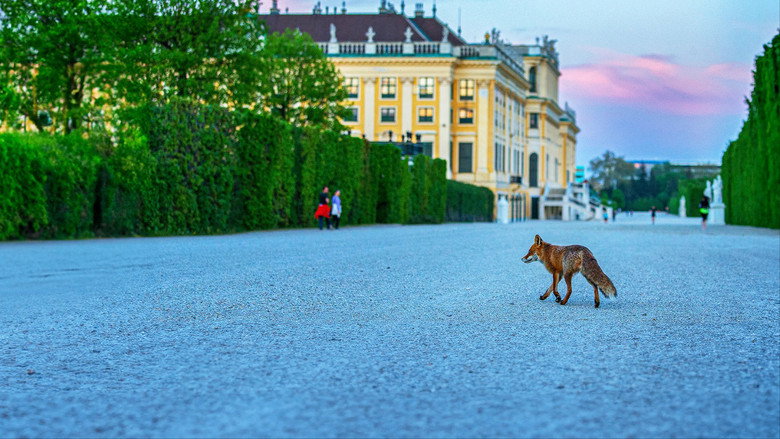 Wild Vienna backdrop 1