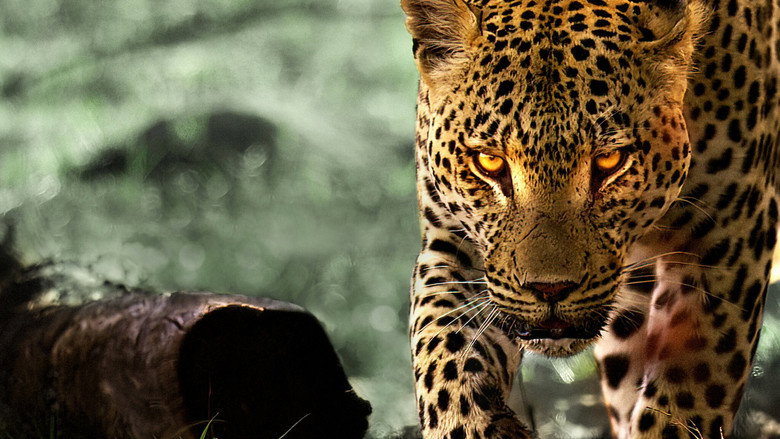Living with Leopards backdrop 2