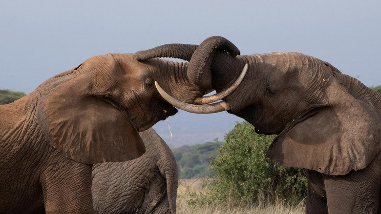 Tusker: Brotherhood of Elephants backdrop 1