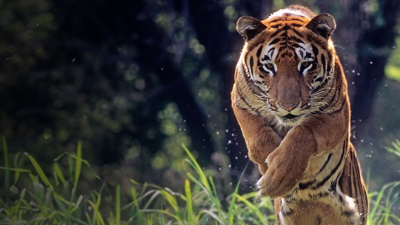 Extreme Animals