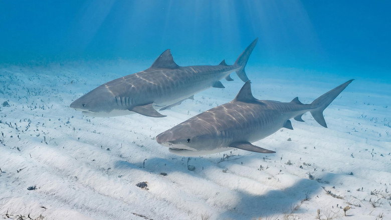 Diving with Tiger Sharks