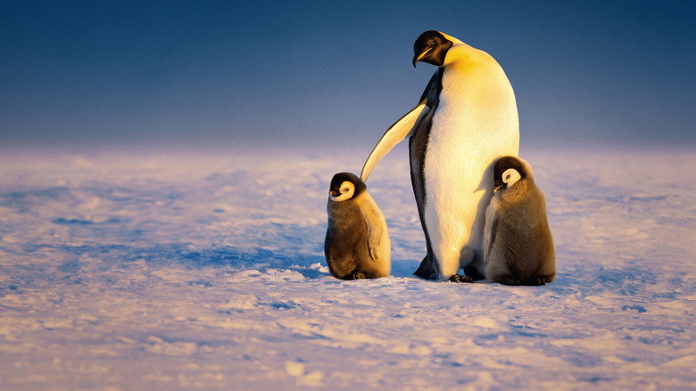 Secrets of the Penguins backdrop 6