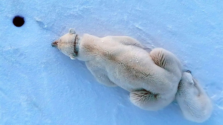 The Arctic: 66.5 Degrees North backdrop 4