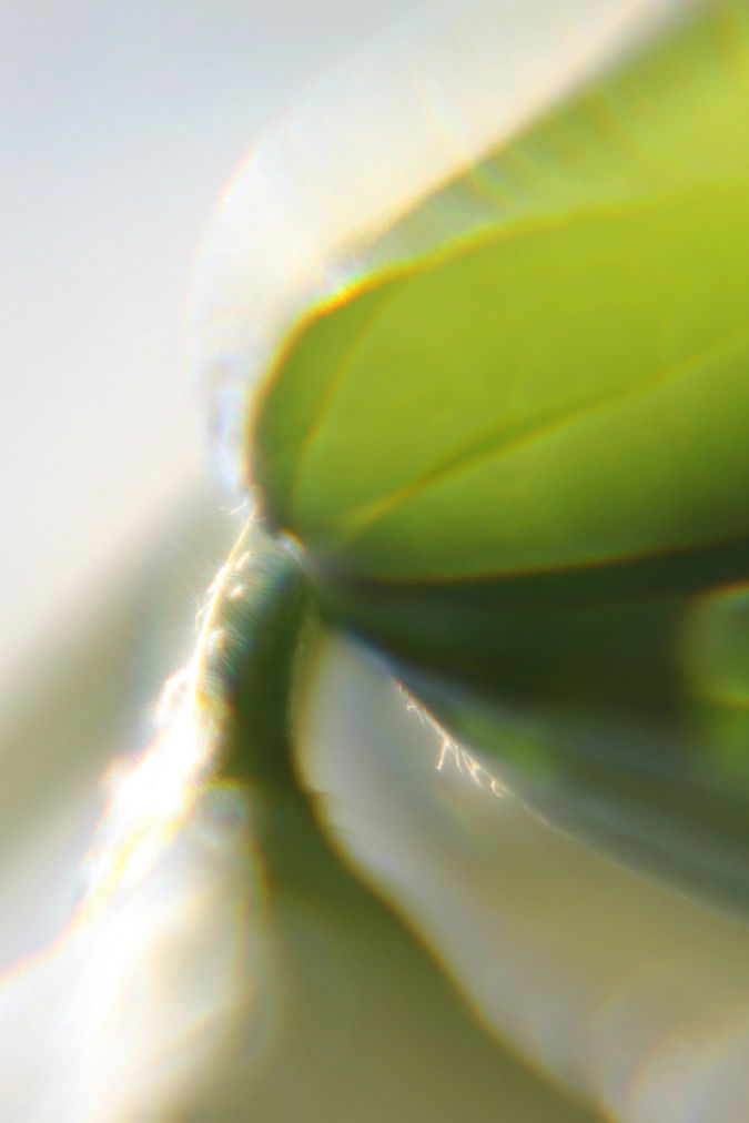 Algunos seres singulares