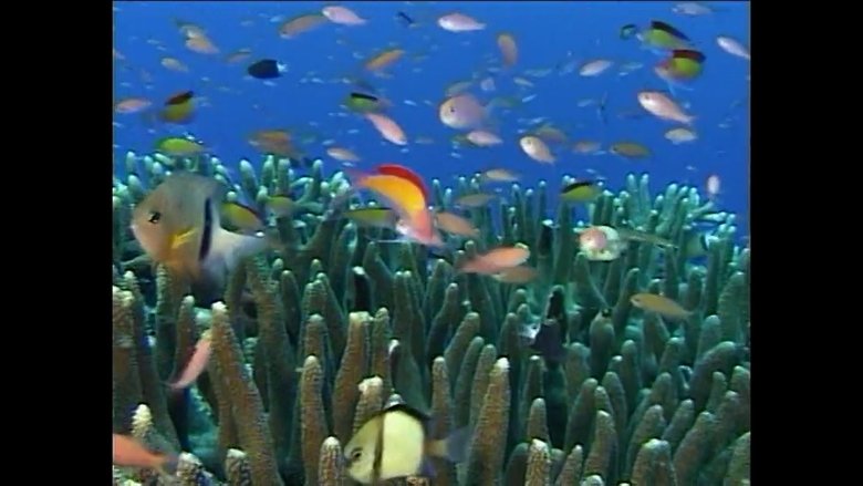 The Great Barrier Reef
